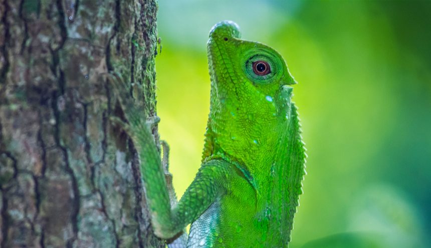 Sinharaja Forest Reserve