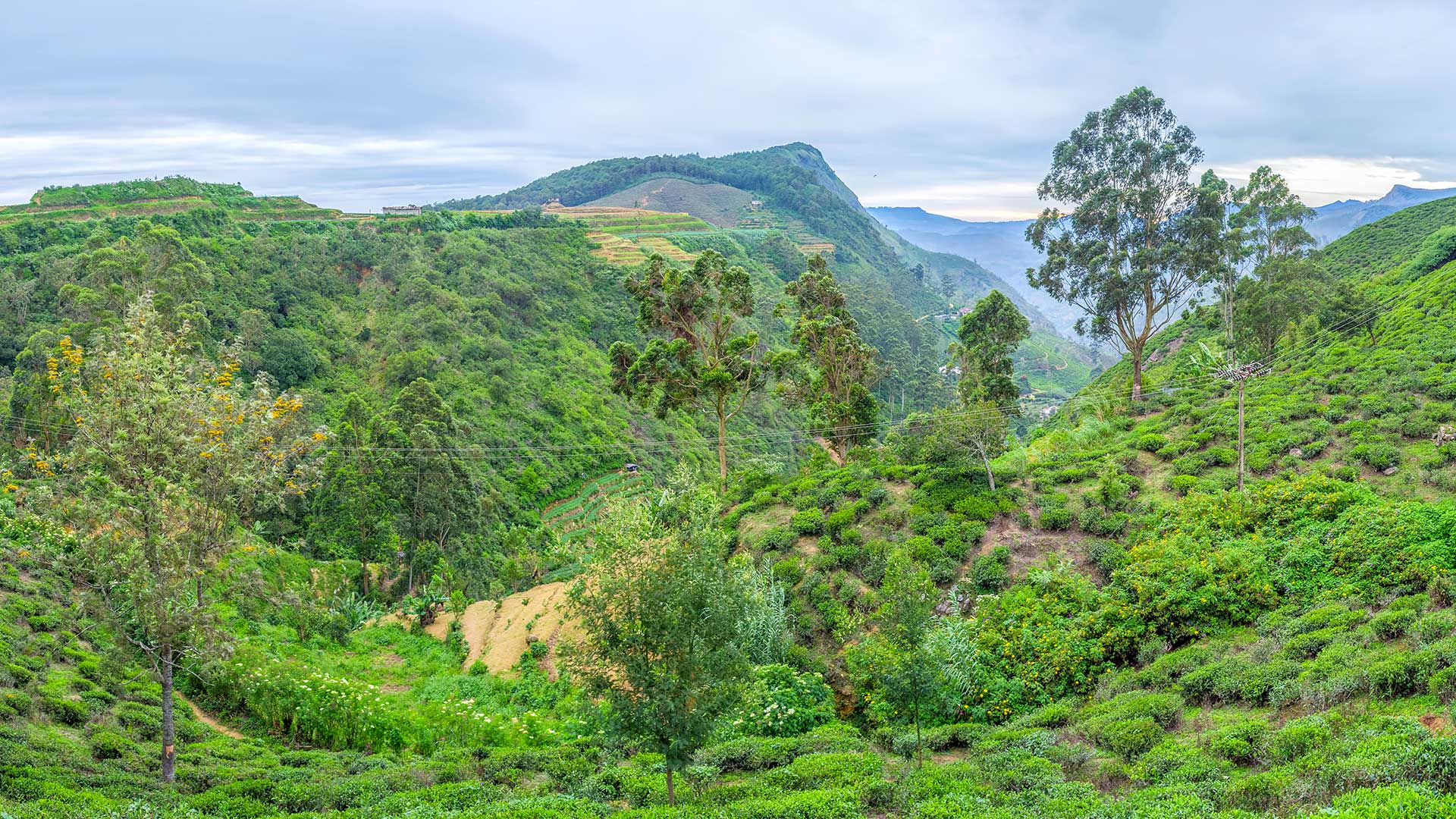The-low-mountains,-Nuwara-Eliya-Sri-Lanka
