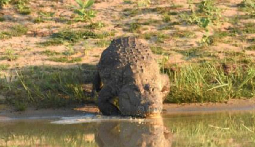 Crocodile: Yala National Ppark
