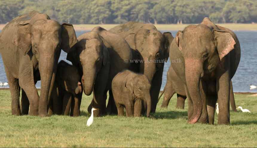 Elephants: Minneriya National Park