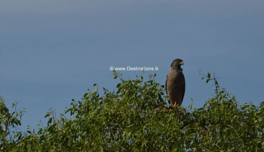 Grey Headed Fishing Eagle Yala National Park