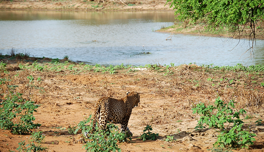 leopard in yala national park