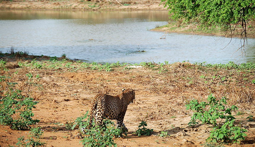 Leopard in Yala National Park