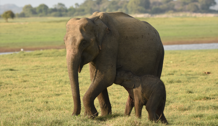 Minneriya National Park Sri Lanka