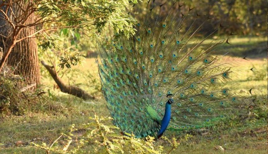 Peacock in yala national park