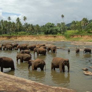 Discover Sri Lanka