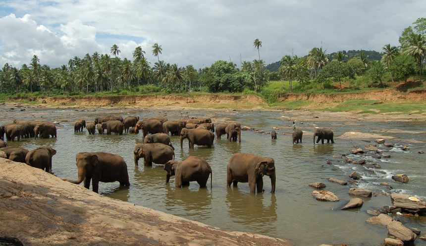 Pinnawala