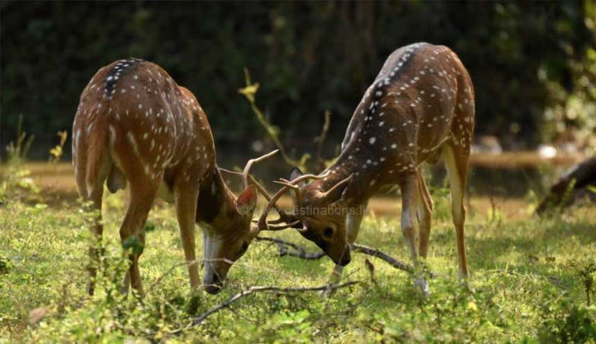 Spotted Deer Yala National Park