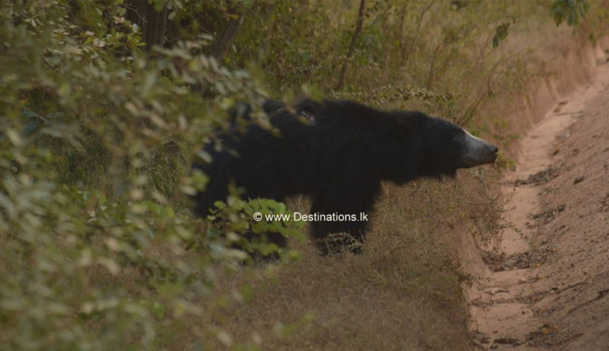 Sri Lankan Sloth Bear Yala National Park