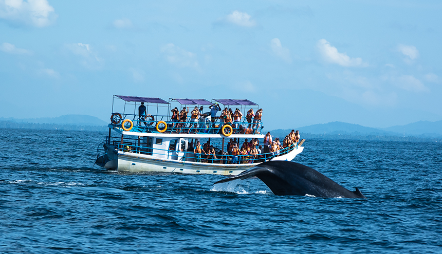 whale_and_dolphin _watching_sri_lanka