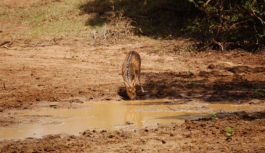 Spotted deer in yala national park